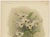 Antique Botanical Print – Orchid Dendrobium Melanodiscus, c.1888 : A beautifully executed chromolithograph of Dendrobium...