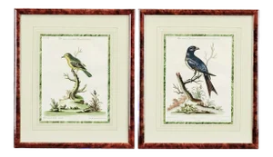 Mid 18th Century Bird Engravings by George Edwards - a Pair