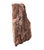 Wood Petrified Wood Sculpture, Organic Modern Design, #2 For Sale - Image 7 of 13