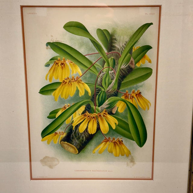 Billy Baldwin 1890s Lindenia Orchid Chromolithograph, Gilt Frame For Sale - Image 4 of 16