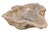 Petrified Wood Wash Hand Basin by Xyleia Petrified Wood For Sale - Image 4 of 6