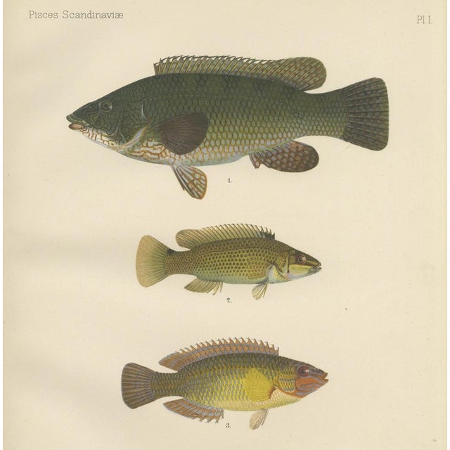 Scandinavian Hand-Coloured Fish Lithograph, 1895, Paper For Sale - Image 6 of 6