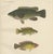 Scandinavian Hand-Coloured Fish Lithograph, 1895, Paper For Sale - Image 6 of 6