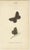 William Home Lizars, Cabinet-Size Butterfly Jewel-Tone Species, 1835, Engravings, Set of 6 For Sale - Image 4 of 9