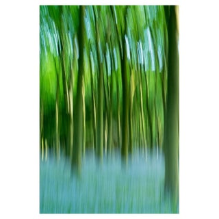 Tim Graham, Bluebell Wood, the Cotswolds, Uk, Photographic Paper For Sale
