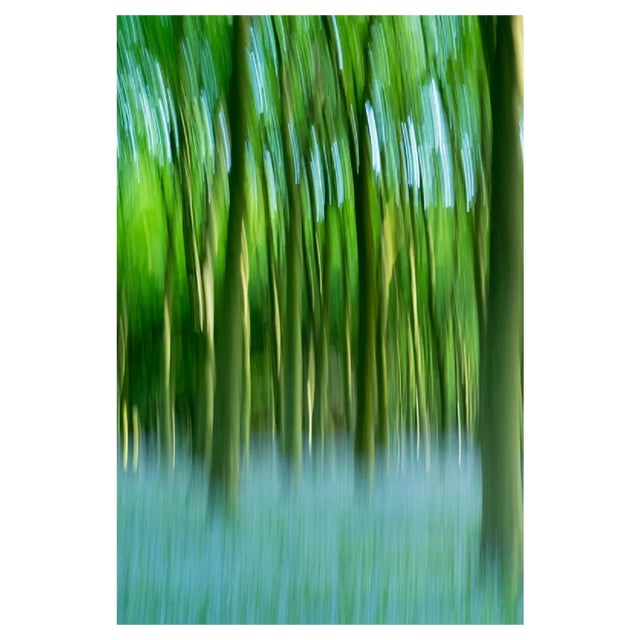 Tim Graham, Bluebell Wood, the Cotswolds, Uk, Photographic Paper For Sale