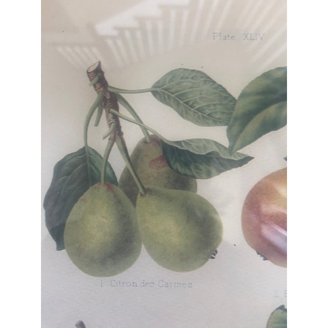 Wood 1990s Chelsea House Set of 4 Pear Prints For Sale - Image 7 of 9