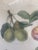 Wood 1990s Chelsea House Set of 4 Pear Prints For Sale - Image 7 of 9