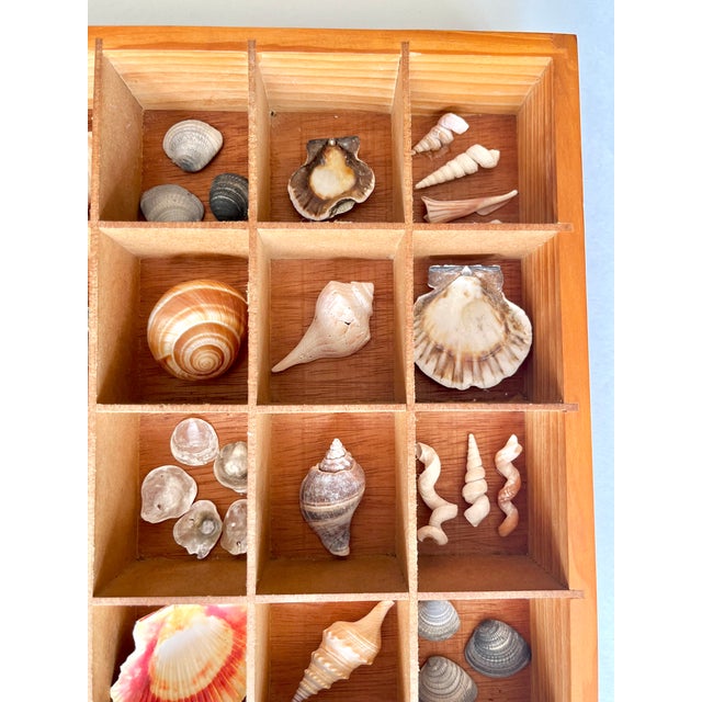 Pair Vintage Folk Art Shadow Boxes With Seashell Collection Coastal Boho Chic For Sale - Image 11 of 18