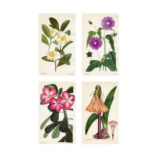 Vintage Botanical Prints by Ann Webster, Curtis's Botanical Magazine, Set of 4 Original Botanical Prints, England For Sale