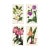 Vintage Botanical Prints by Ann Webster, Curtis's Botanical Magazine, Set of 4 Original Botanical Prints, England For Sale
