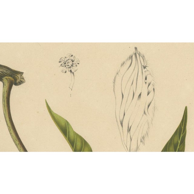 Hoola van Nooten, Mango Botanical, 1880, Chromolithograph For Sale - Image 6 of 9