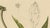 Hoola van Nooten, Mango Botanical, 1880, Chromolithograph For Sale - Image 6 of 9