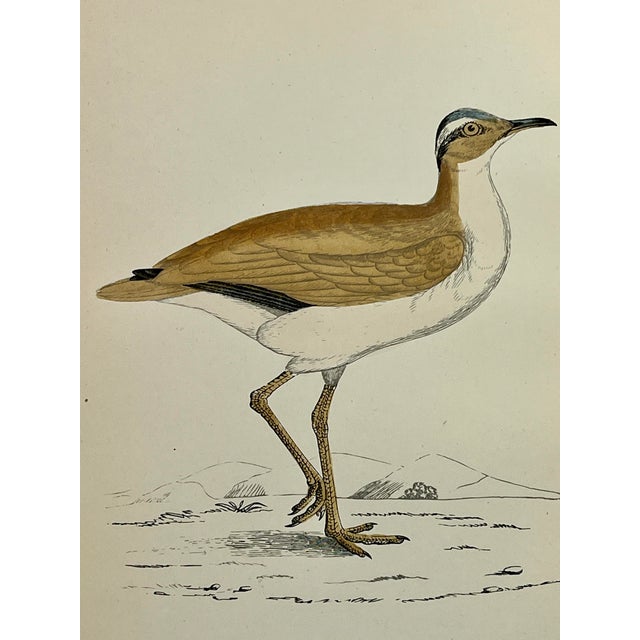 Illustration Antique Hand Tinted Bird Print From England Featuring a Tan & White Courser - Circa 1888 For Sale - Image 3 of 10