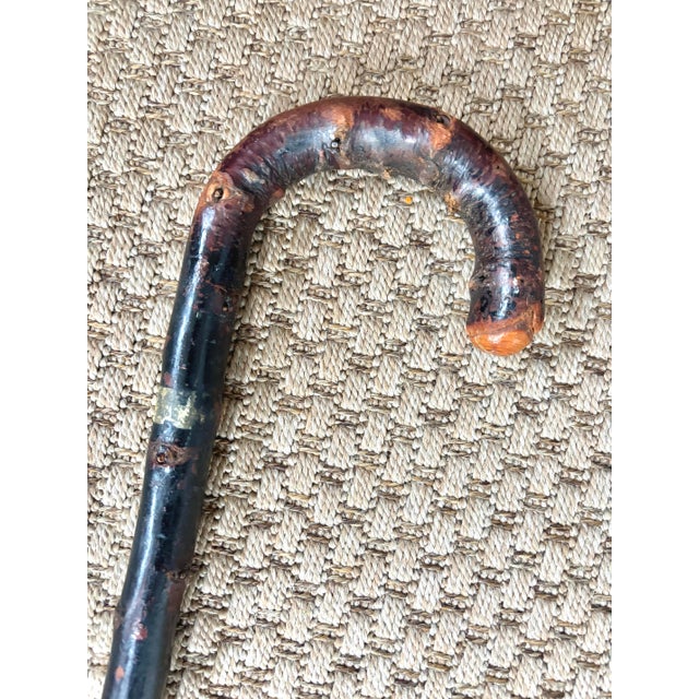 English Vintage Knobby Burlwood Walking Cane Stick For Sale - Image 3 of 6