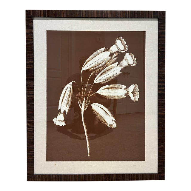 Natural Curiosities Ivory Trumpet Flower Botanical Print in Espresso Frame For Sale