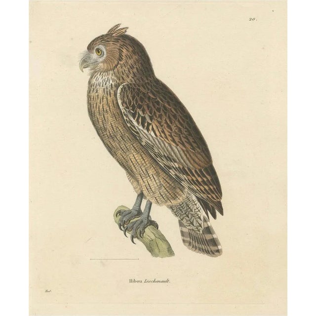 Leschenaults Owl, 1838, Paper For Sale