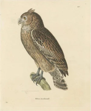 Leschenaults Owl, 1838, Paper
