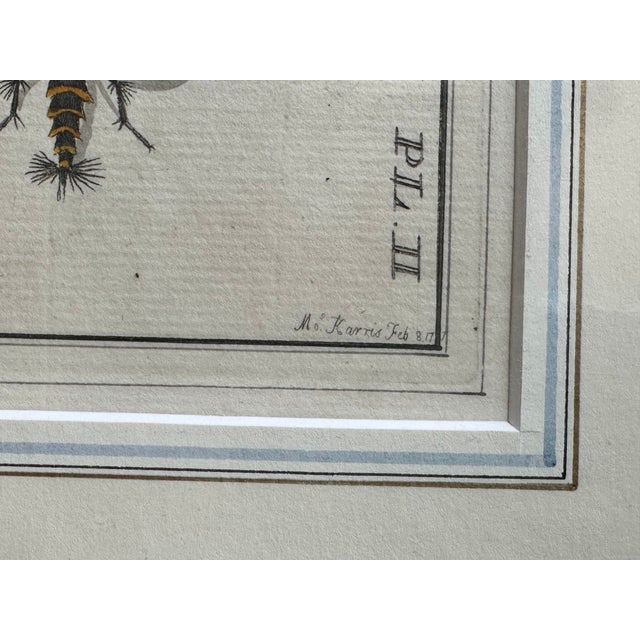 Antique Natural History Entomology Butterfly & Beetle Art Prints Set of Three For Sale - Image 14 of 15
