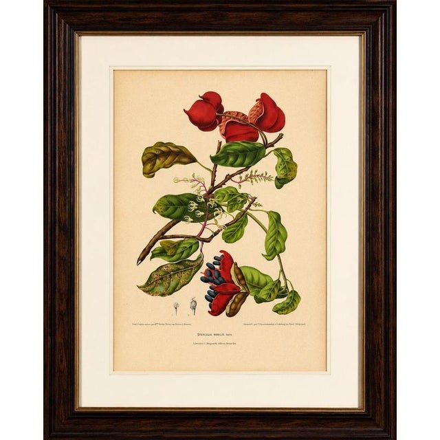 Original antique botanical chromolithograph of chinese sterculia, c. 1880 : a magnificent original antique botanical...