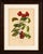 Original antique botanical chromolithograph of chinese sterculia, c. 1880 : a magnificent original antique botanical...
