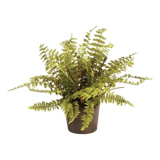 Boston Fern Drop-In 12" For Sale