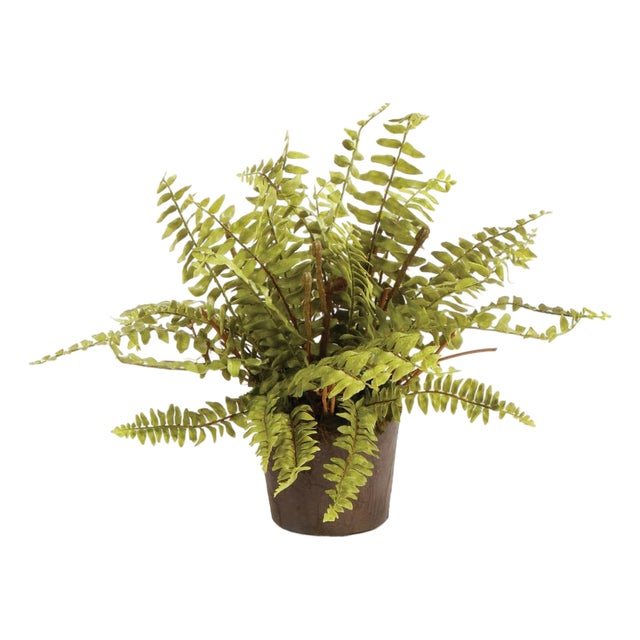 Boston Fern Drop-In 12" For Sale