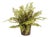 Boston Fern Drop-In 12" For Sale
