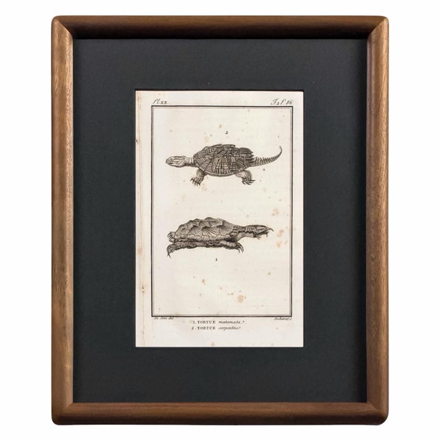 Black Early 19th Century Cabinet of Curiosities, Set of 9 | Buffon Natural History Engravings of Spiders, Insects & Reptiles For Sale - Image 8 of 11