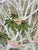 Massive Mid-Century Modern Lee Reynolds Botanical Oil Painting in Gold Gilt Faux Bamboo Wood Frame For Sale In Tampa - Image 6 of 15