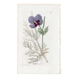 Antique Hand-Colored Botanical Print by the Sowerby Family — English Botany Series (C. 19th Century) N For Sale