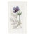 Antique Hand-Colored Botanical Print by the Sowerby Family — English Botany Series (C. 19th Century) N For Sale