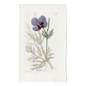Antique Hand-Colored Botanical Print by the Sowerby Family — English Botany Series (C. 19th Century) N