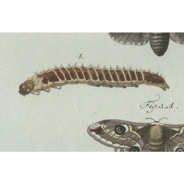 Bertuch, Three Moths and Metamorphosis, 1800, Engraving For Sale - Image 6 of 11