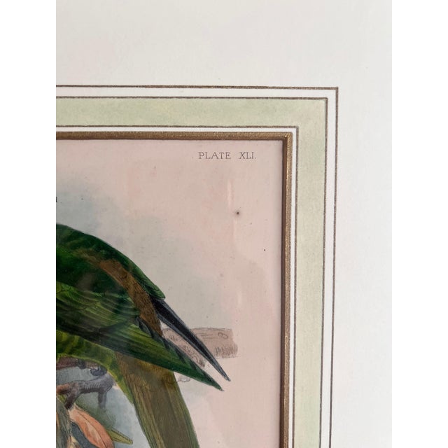 Printmaking Materials Pair of Framed John Gerrard Keulemans Lory Prints | 1896 Hand-Colored Lithographs, Mivart's Monograph of the Lories For Sale - Image 7 of 10
