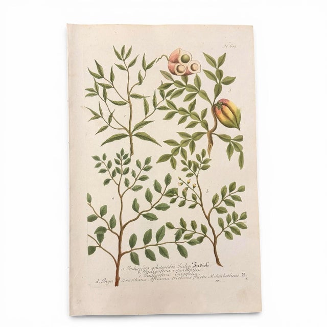 English c.1730 Hand-Colored Botanical Mezzotints Pair — Indigo & Water Speedwell by Johann Wilhelm Weinmann For Sale - Image 3 of 9