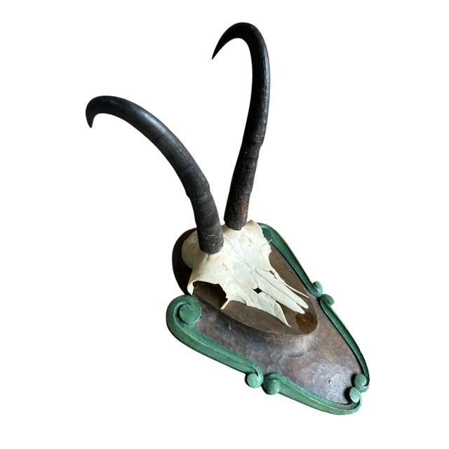 Beautiful Black Forest chamois trophy. A nice piece for your collection.