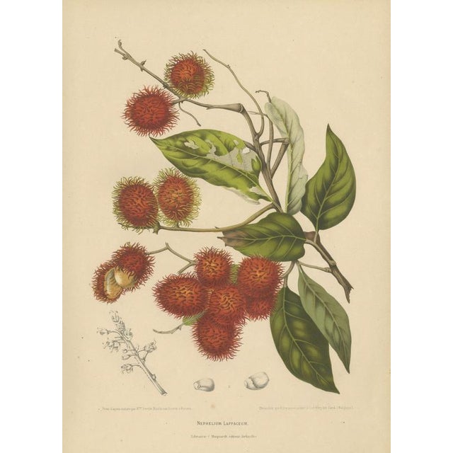 Berthe Hoola van Nooten, Rambutan, 1880, Chromolithograph For Sale - Image 3 of 9