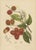 Berthe Hoola van Nooten, Rambutan, 1880, Chromolithograph For Sale - Image 3 of 9
