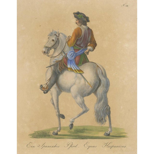 Hollywood Regency Carl Joseph Brodtmann, Andalusian Horse, 1816, Lithograph For Sale - Image 3 of 9