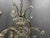 Italian Crystal and Murano Glass Chandelier, 1950s For Sale - Image 13 of 14