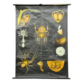 Vintage Cross Spider Araneus Marmoreus Rollable Wall Chart by Jung Koch Quentell For Sale