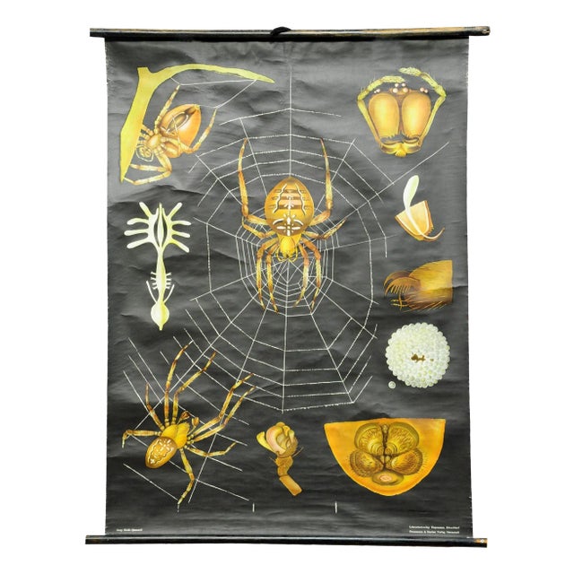 Vintage Cross Spider Araneus Marmoreus Rollable Wall Chart by Jung Koch Quentell For Sale