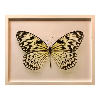 Elisabeth Montagnier, Butterfly, Modern French Framed Photograph For Sale