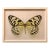 Elisabeth Montagnier, Butterfly, Modern French Framed Photograph For Sale