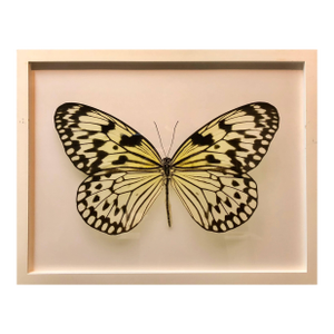 Elisabeth Montagnier, Butterfly, Modern French Framed Photograph