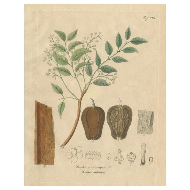 Swietenia Mahagoni, 1800s, Paper For Sale - Image 10 of 10