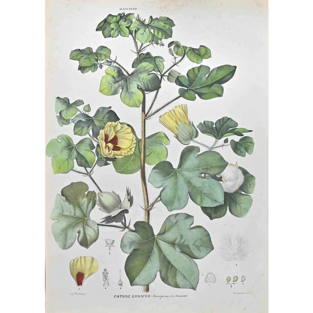 Vincenzo Tenore, Herbaceous Cotton, Lithograph, 1870s For Sale
