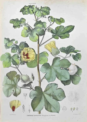 Vincenzo Tenore, Herbaceous Cotton, Lithograph, 1870s