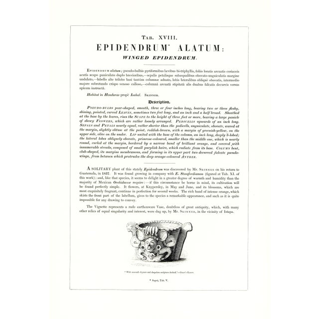 Large 1973 Orchid Flower Lithograph "Epidendrum Alatum" (Winged Epidendrum) After James Bateman For Sale - Image 4 of 6